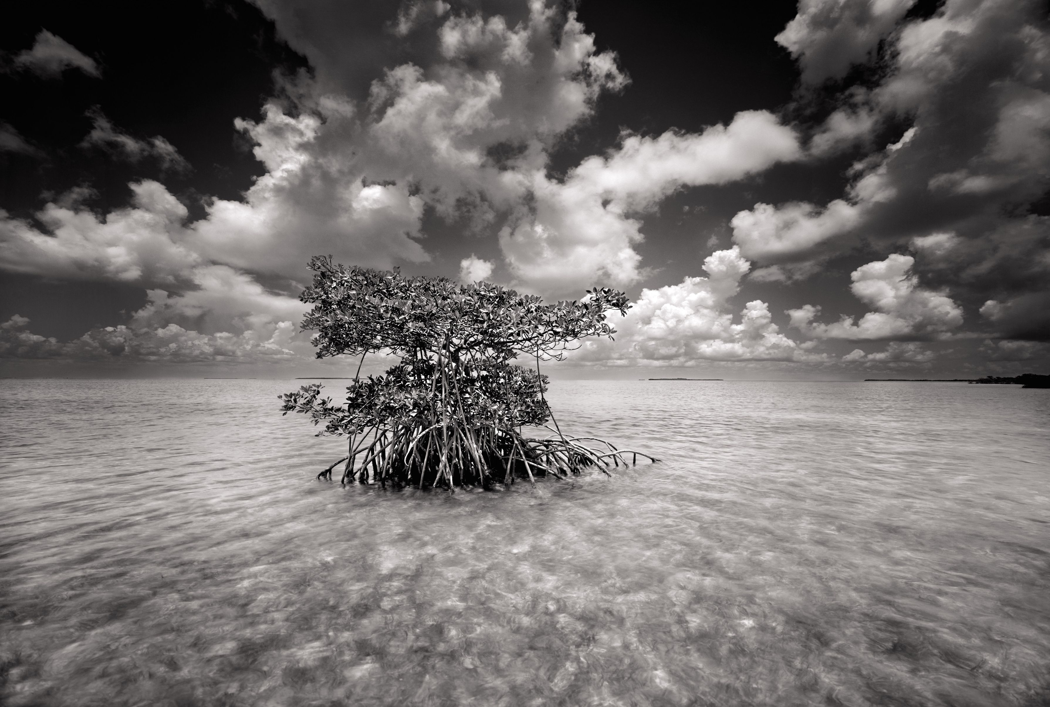 photo of everglades black and white