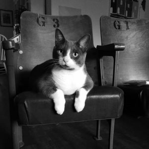 a black and white portrait of a cat sitting on a chair