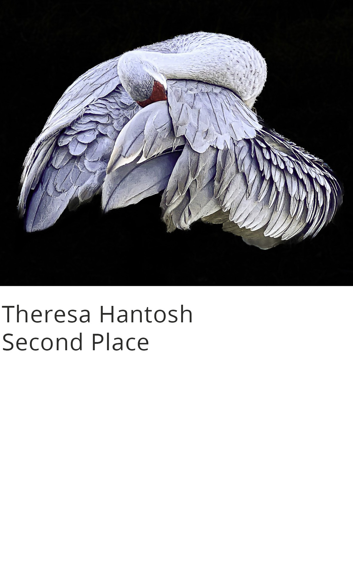 Mobile Photography Contest & Exhibition - 2022 Winners | Appleton ...